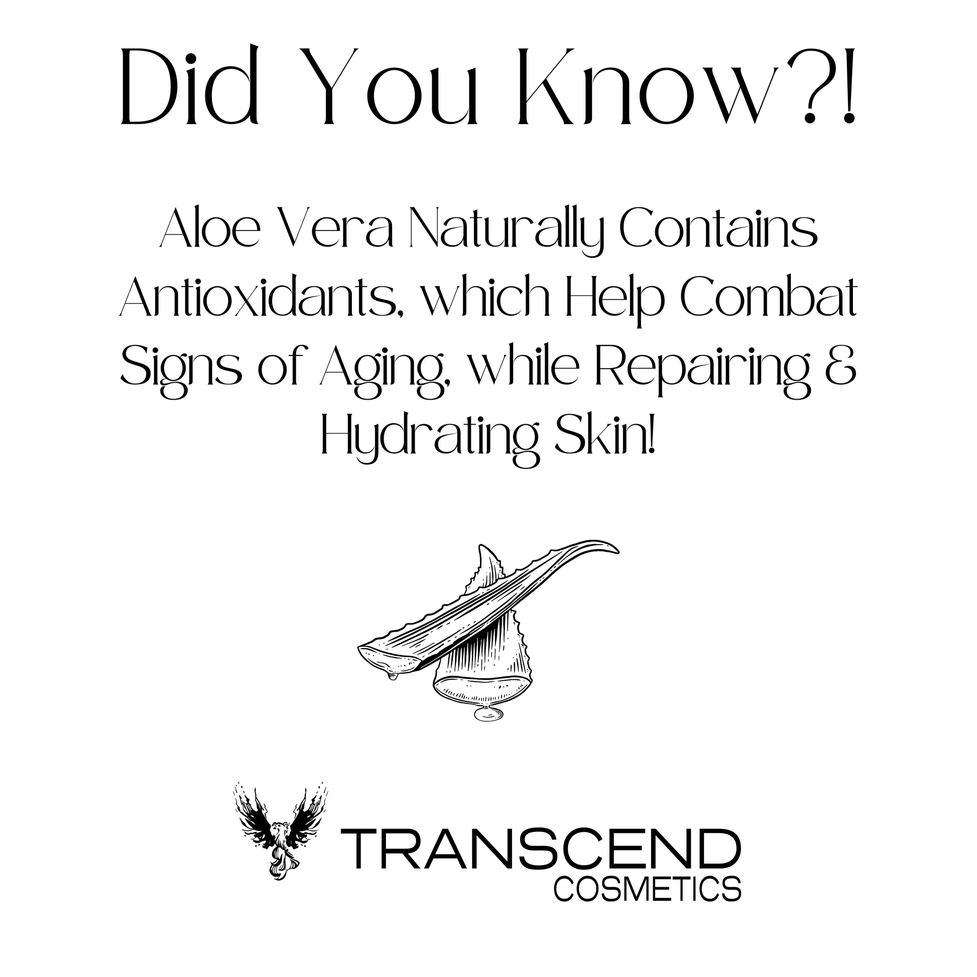 The image displays an informative graphic titled "Did You Know?!" highlighting the benefits of aloe vera. It states that aloe vera naturally contains antioxidants, which help combat signs of aging while repairing and hydrating skin. An illustration of an aloe vera leaf, sliced open to reveal its gel, accompanies the text. The Transcend Cosmetics logo is included at the bottom of the graphic, tying the educational content back to the brand.
