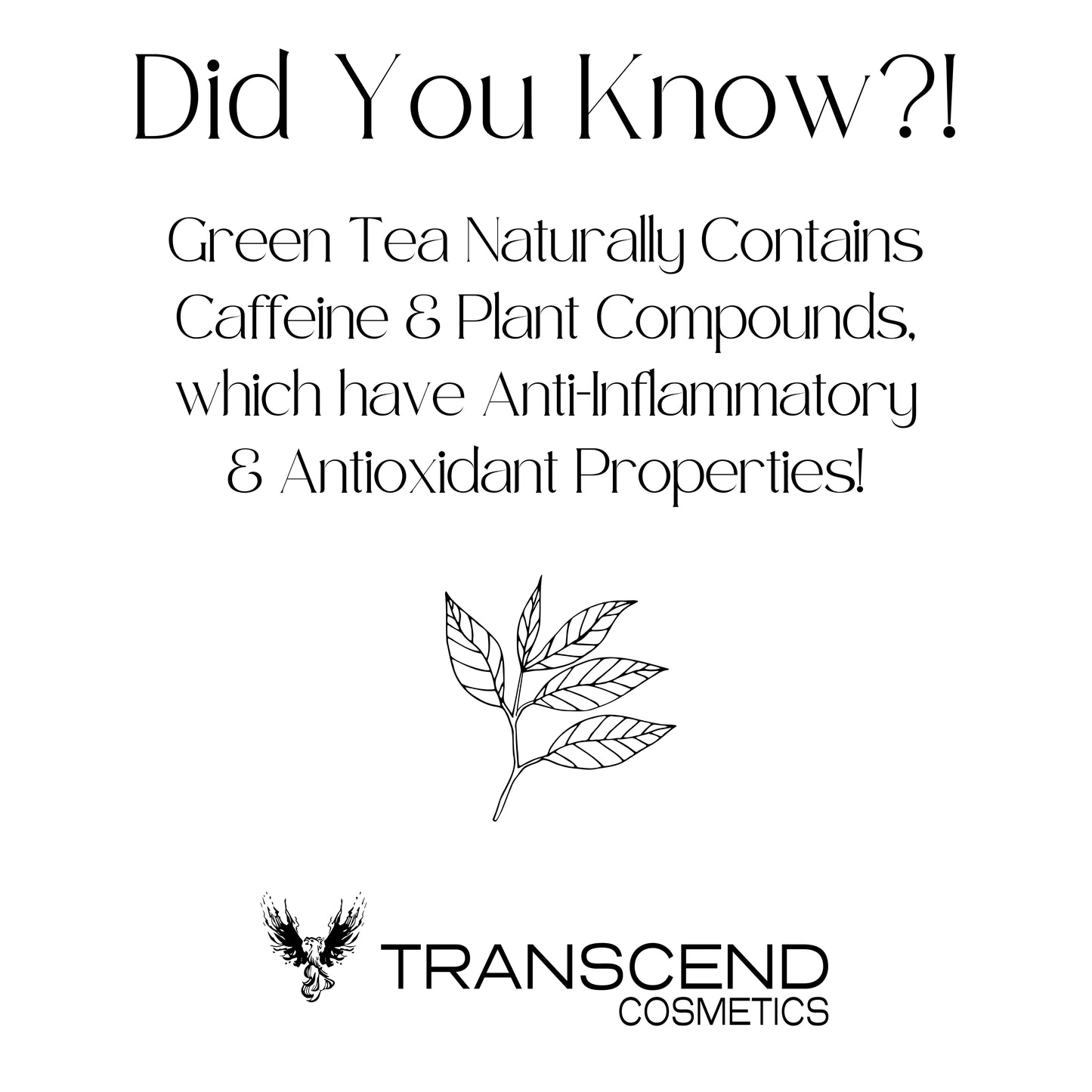 The image features an educational graphic titled "Did You Know?!" which explains the benefits of green tea in skincare. It states that green tea naturally contains caffeine and plant compounds, which have anti-inflammatory and antioxidant properties. An illustration of a green tea leaf accompanies the text, emphasizing the natural source. The Transcend Cosmetics logo is displayed at the bottom of the graphic.
