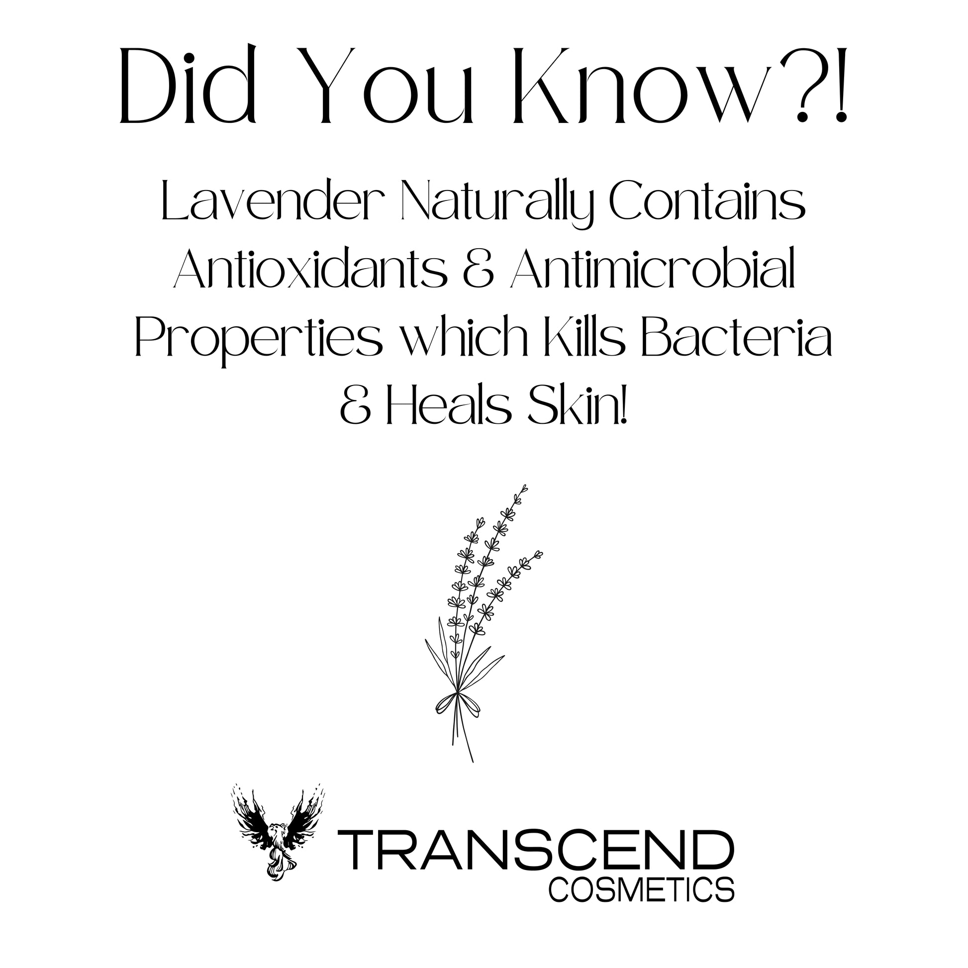 The image features an educational graphic titled "Did You Know?!" which explains the skincare benefits of lavender. It states that lavender naturally contains antioxidants and antimicrobial properties, which kill bacteria and heal skin. An illustration of a lavender sprig accompanies the text, emphasizing the natural source. The Transcend Cosmetics logo is displayed at the bottom of the graphic.
